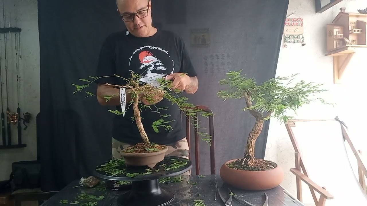 Bonsai caliandra spinosa, trabalho de estilização,  poda, aramação,  @wanderramos 