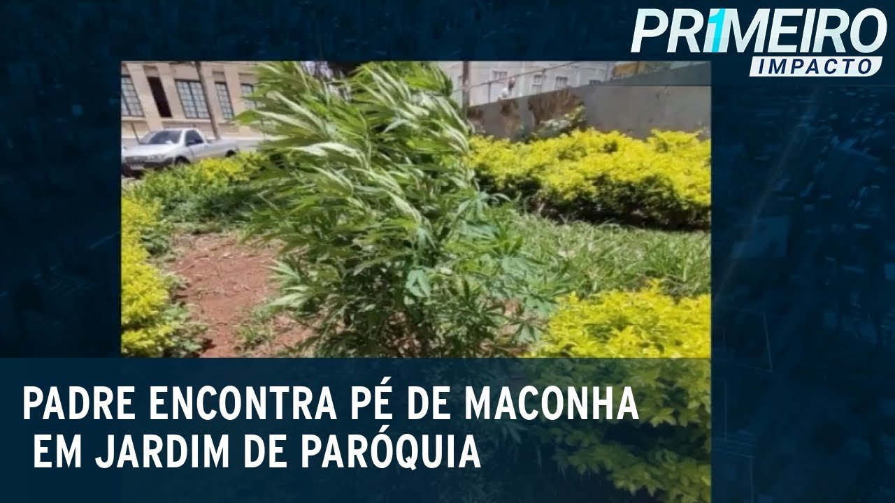 Padre denuncia e pol&iacute;cia acha p&eacute; de maconha de 1,5m  ao lado da igreja | Primeiro Impacto (16/12/20)