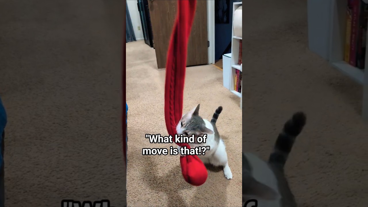 The kitty has invented something 😆. #funnycat #pethumor #capoeira #catmood #playfight #catplay