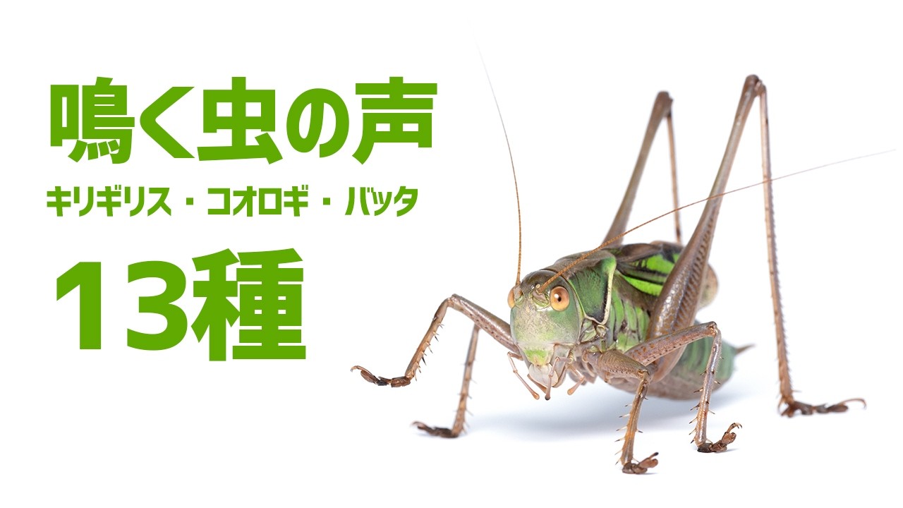 【秋の鳴く虫】キリギリス・コオロギなど13種類の鳴き声