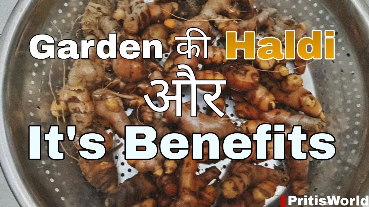Harvesting of Haldi and it's benefits 🪴