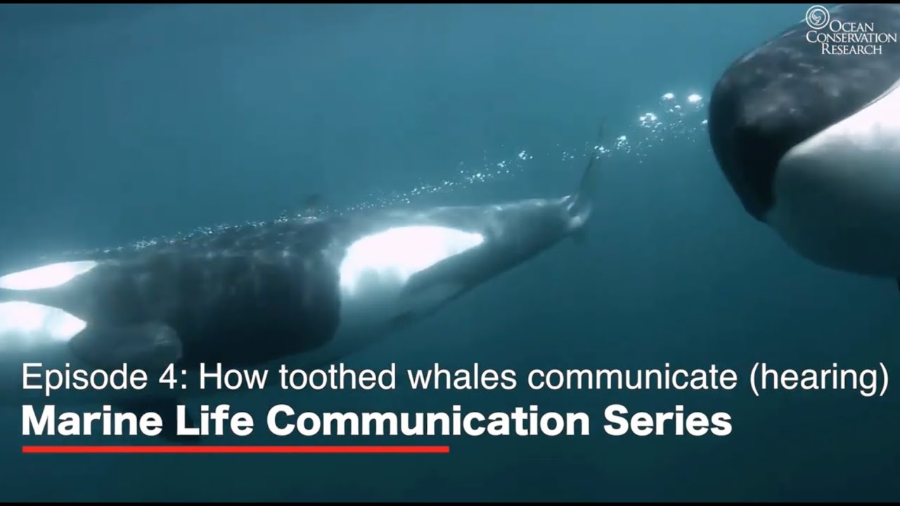 How Toothed Whales Communicate (Hearing) - Marine Life Communication Series