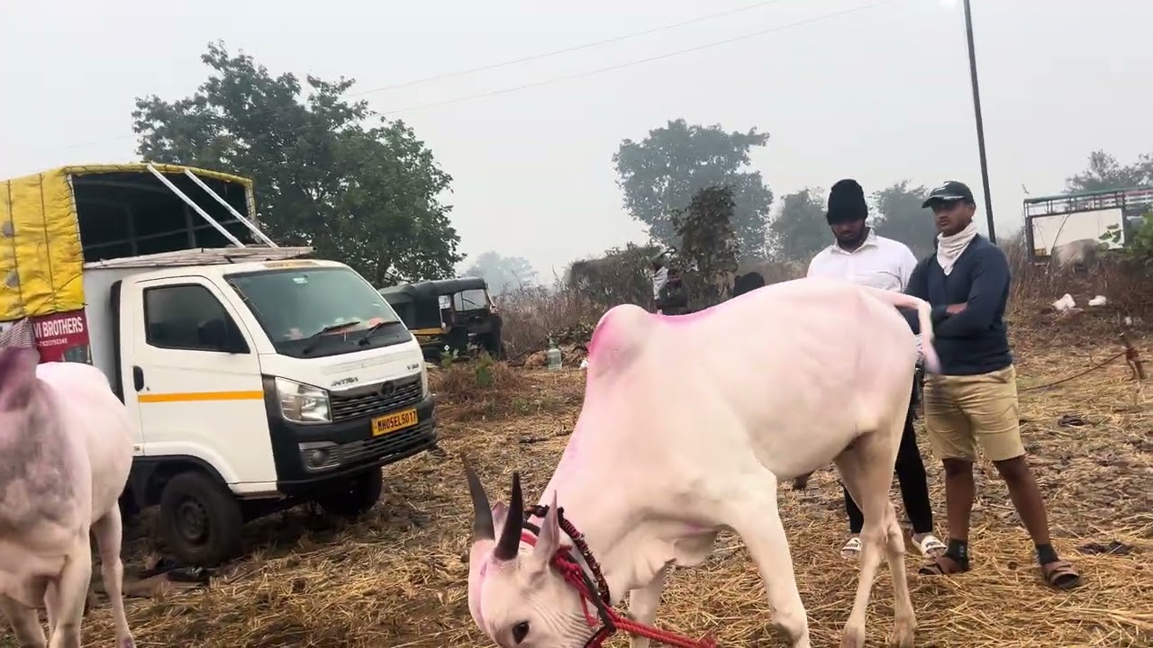 बैल बाजार म्हसा यात्रा 