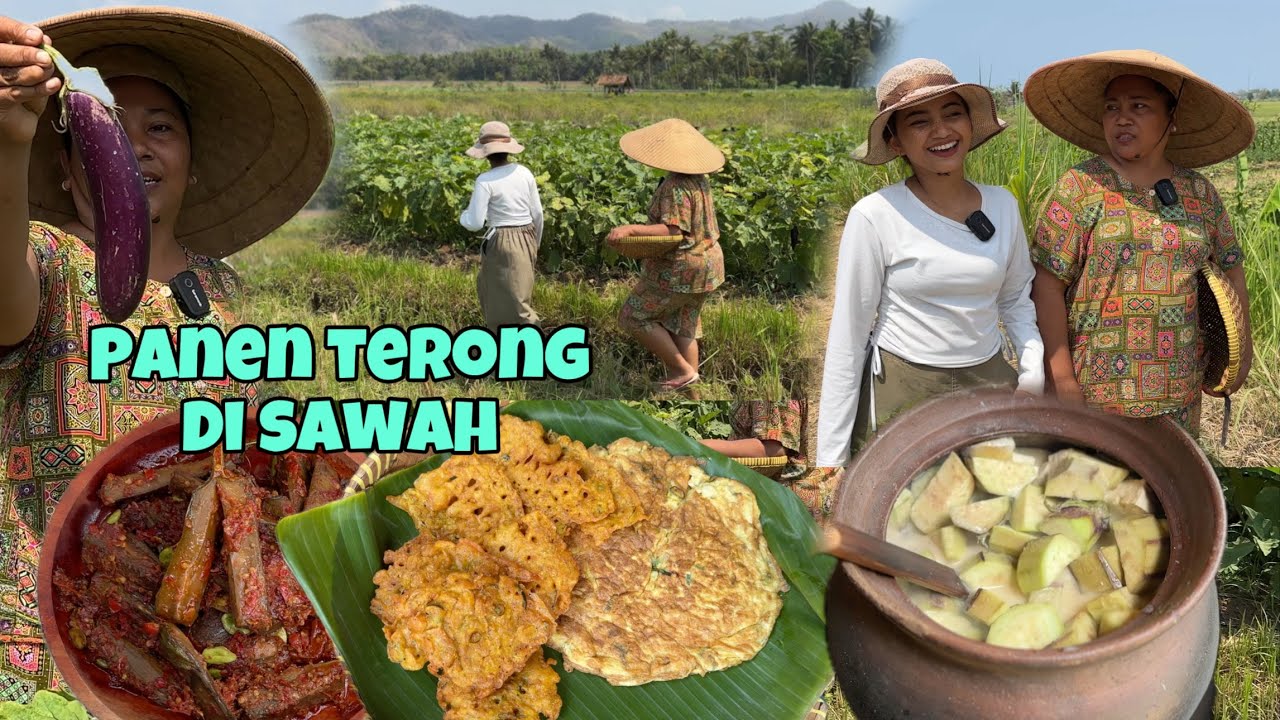 MASAK KARO ANAK WEDOK || PANEN TERONG BESAR