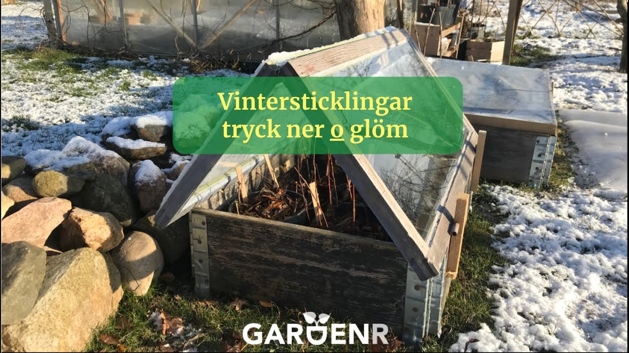 Vintersticklingar, tryck ner och glöm - Trädgårdshacks med GardenR