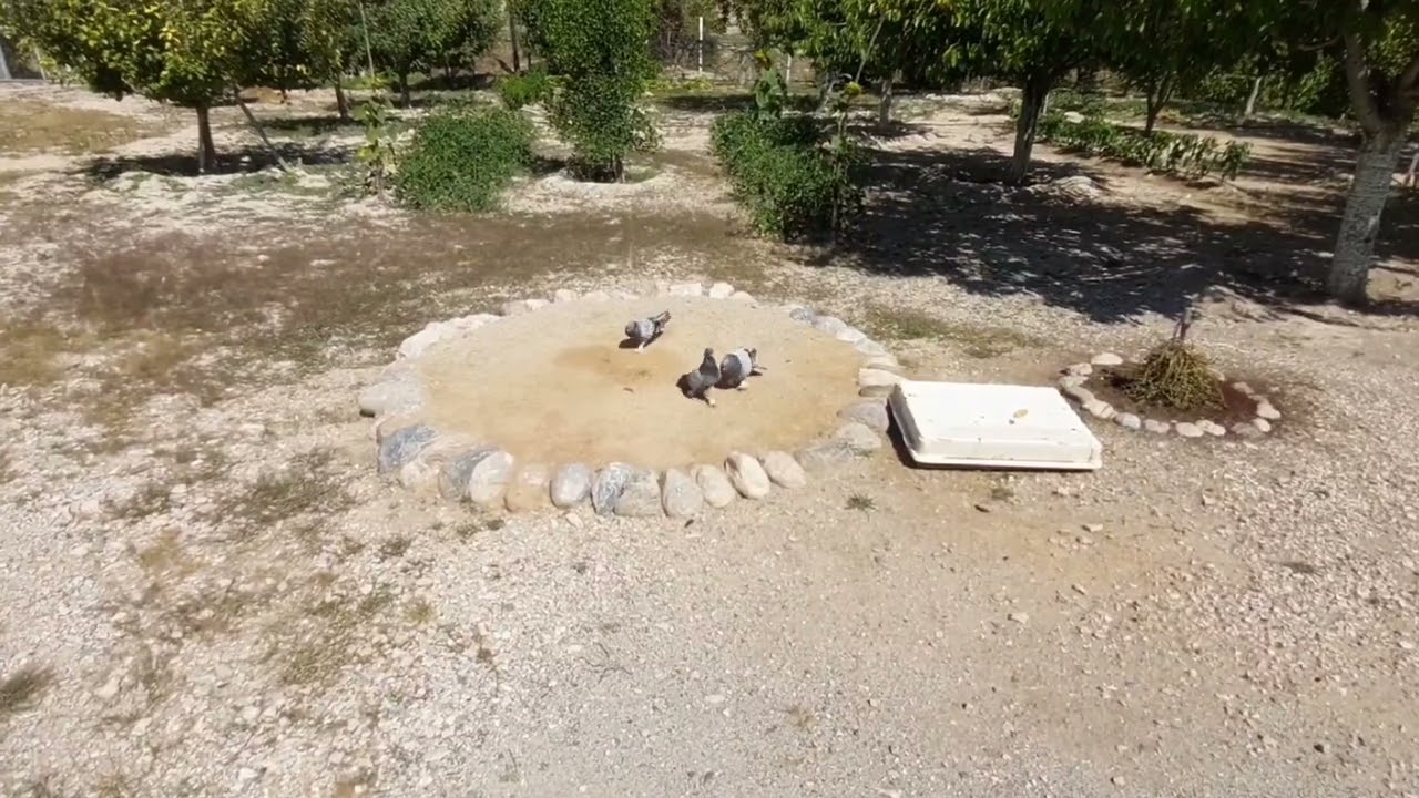 Güvercin uçum videoları