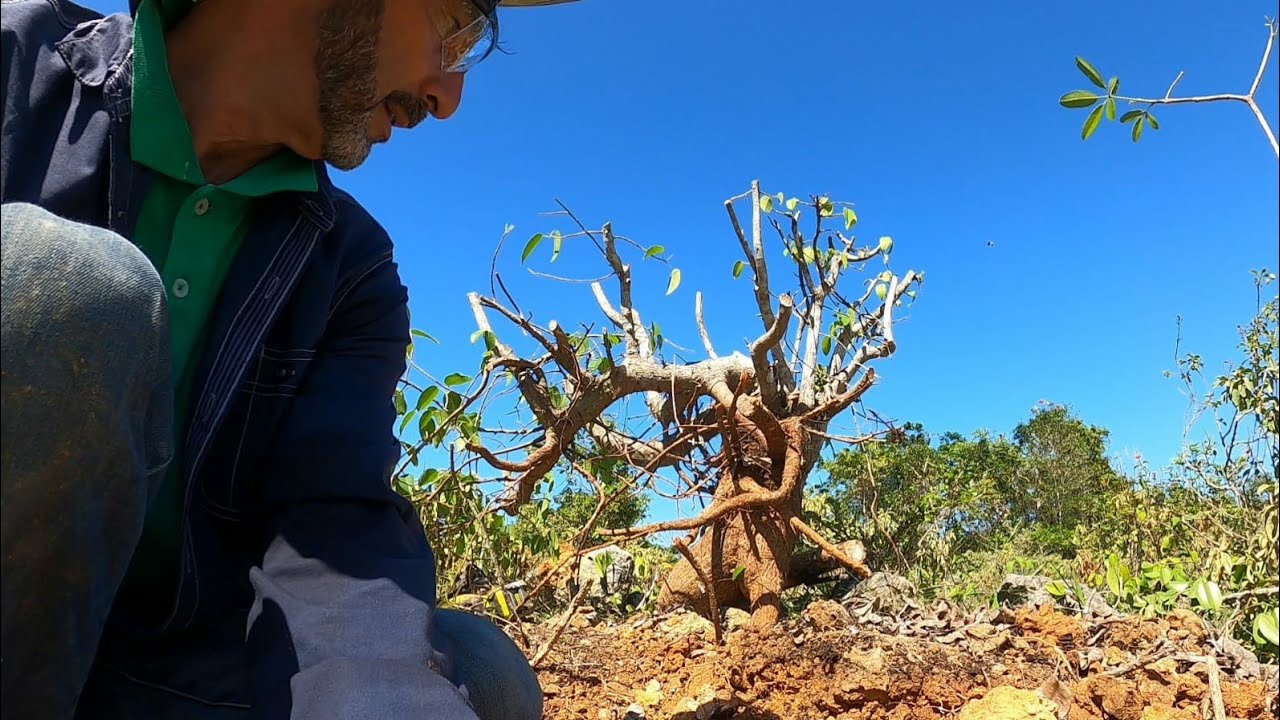 Bonsai Adventure Collecting