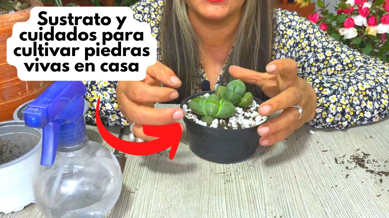 Sustrato perfecto para las piedras vivas y otras plantas