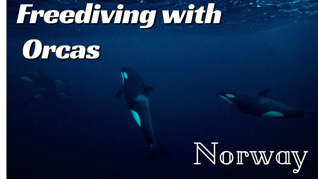 Freediving with Orcas & Fishing for Cod in Norway with @FreediverSteph and @KvanangenAdvertures