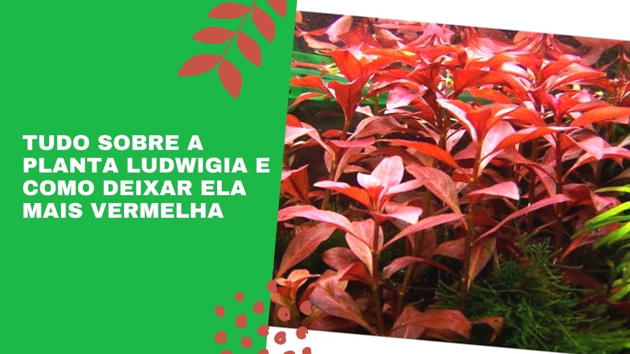Tudo sobre a Planta LUDWIGIA, e como deixar ela mais vermelha no seu aquário 😎