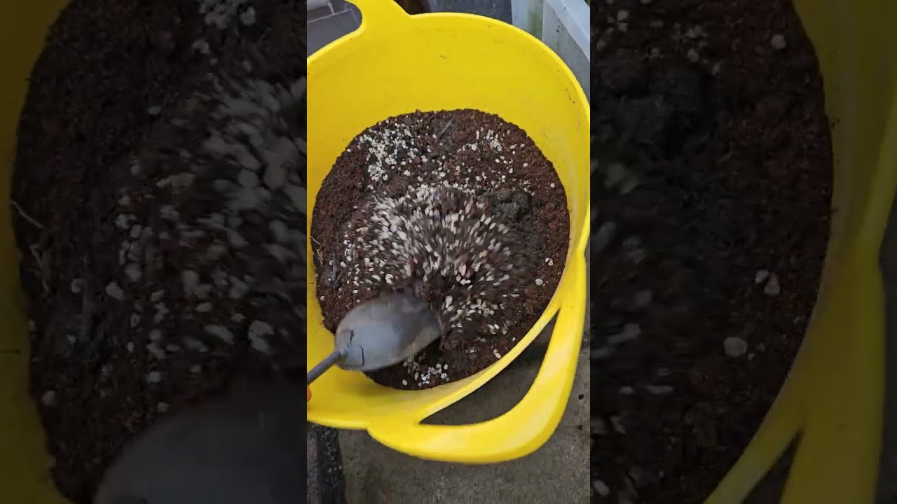 Maple Love ~ 🍁💛 The Japanese maple soil mix that I use for my trees.