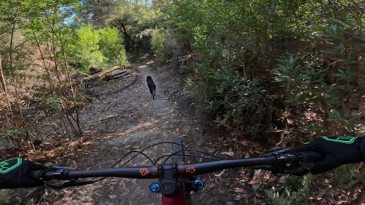 How to corner like a trail dog. Starring Belle the four legged scud missile! 😁