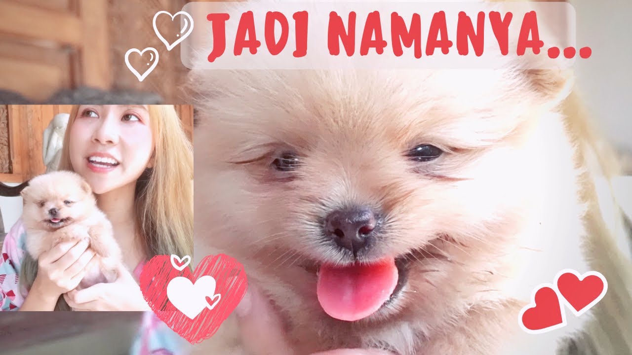 OUR NEW PUPPY ♥ FOLLOWERS TERCINTA YANG KASIH NAMA :D