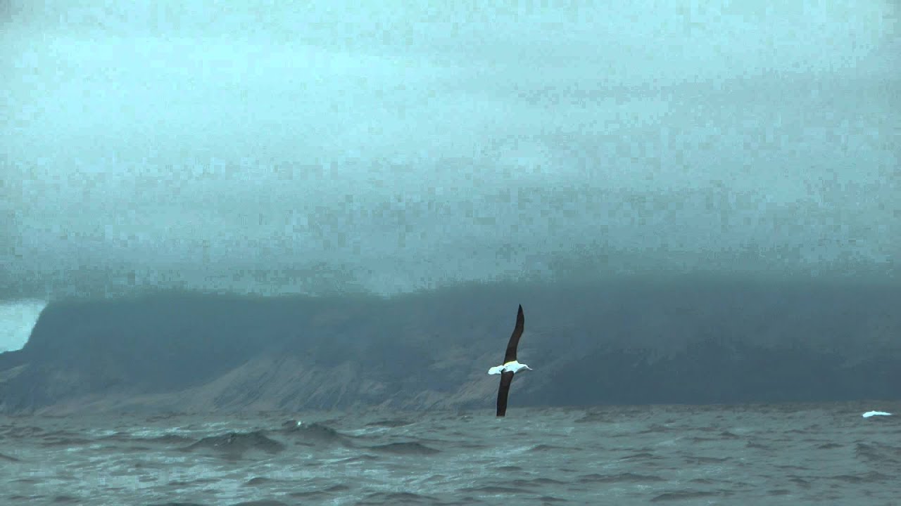 Northern Royal Albatross, November 2014, Alexander Selkirk Island, Juan Fernandez
