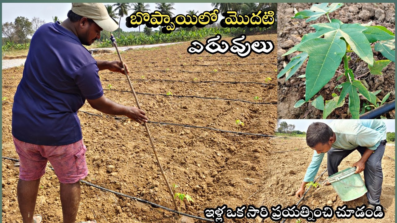 బొప్పాయిలో మా పద్దతిలో ఏరువులు వేశాము మంచి ఫలితాలు ఉంటాయిFirst fertilizers For Pappay ||AGRI GURU||