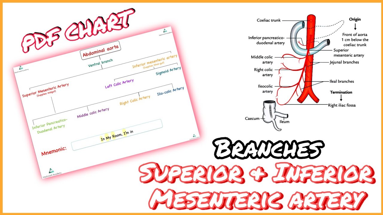 Branches of superior and inferior mesenteric artery| Abdominal Ventral branch |1 page chart free PDF