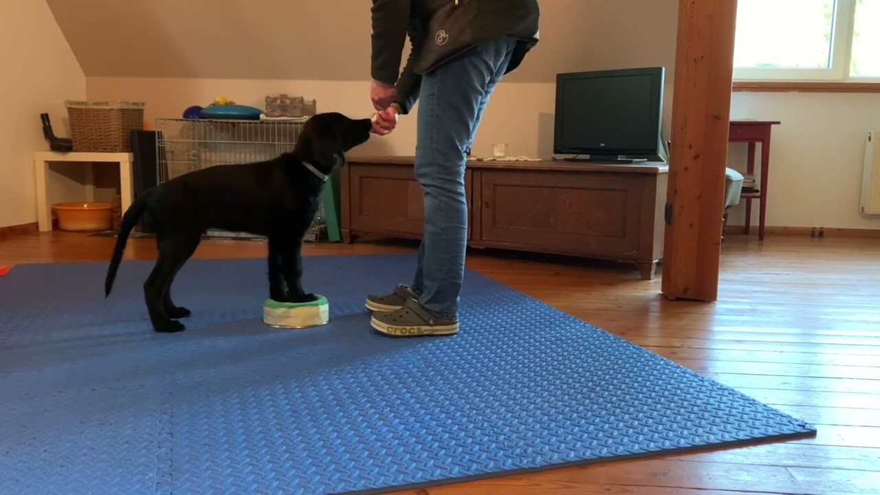 Welpen - Training Bui, Flat-Coated Retriever, 12 Wochen
