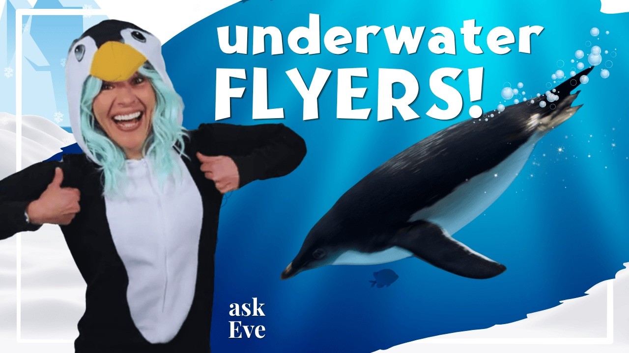 Why Penguins Can't Fly (But Swim So Fast!)