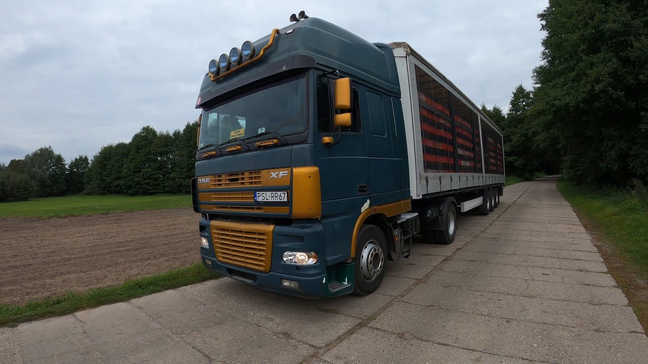 Jazda po kurczaki / Transport żywego drobiu / DAF XF 95