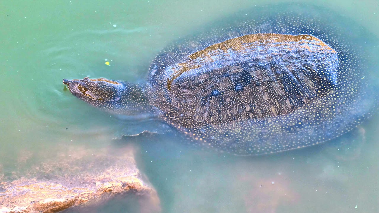נחל אלכסנדר: פרק הצבים והשפך בשקיעה Alexander River Soft Turtle and sea