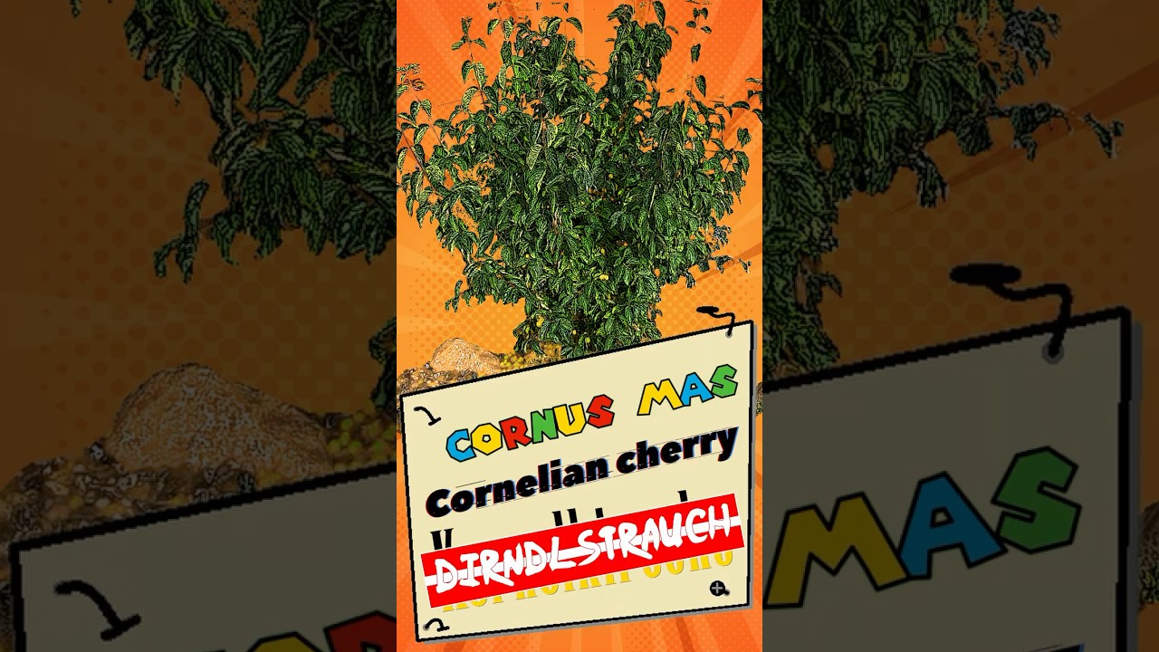 Dirndlstrauch vom Winterschnee zum Edelwein Ein Jahr mit der kornelkirsche #dirndlstrauch