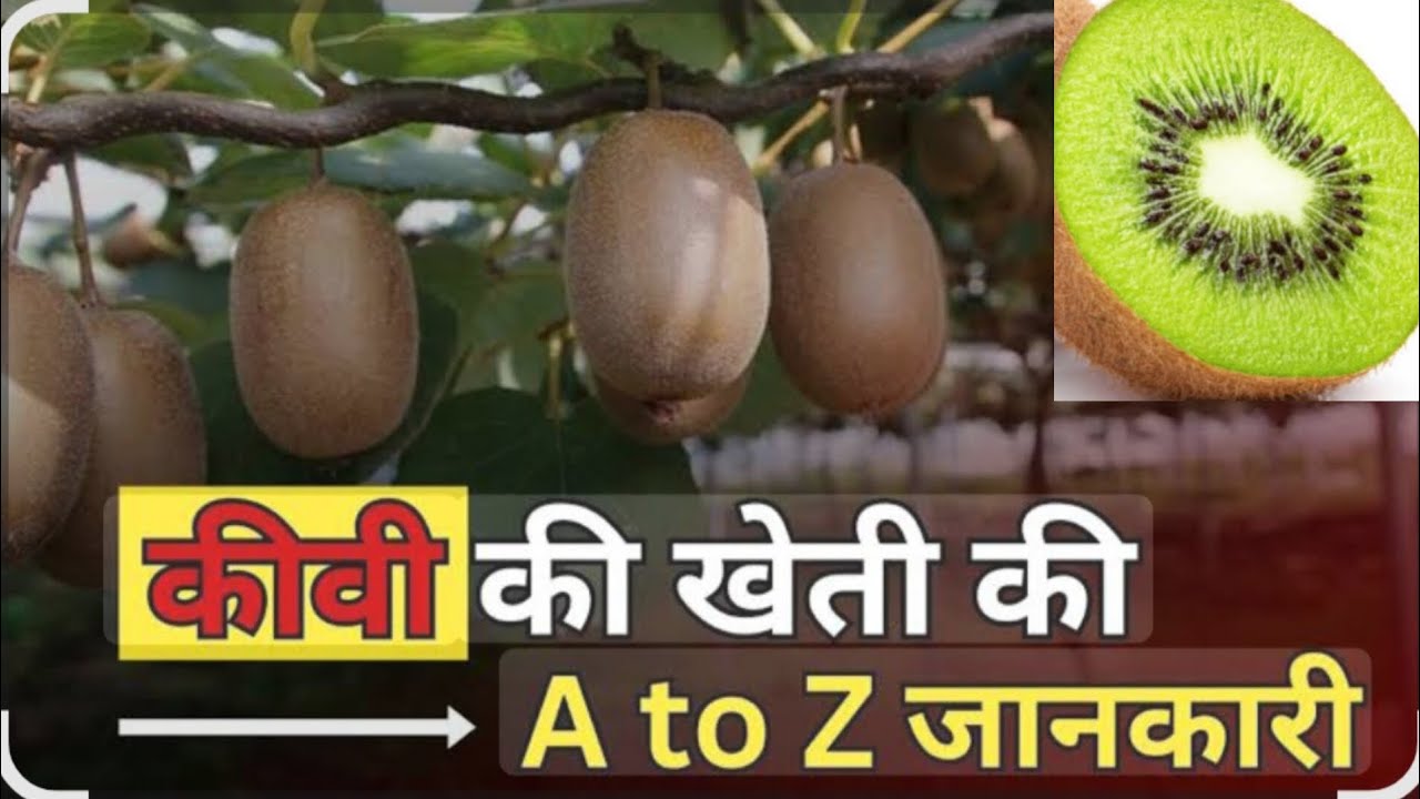 #कीवी का पेड़ आखिर कैसे लगाते हैं #