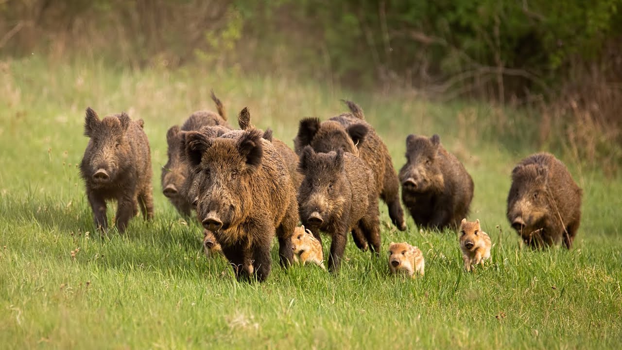 Mehr Eicheln, mehr Wildschweine? Das gro&szlig;e Fressen im Wald hat begonnen