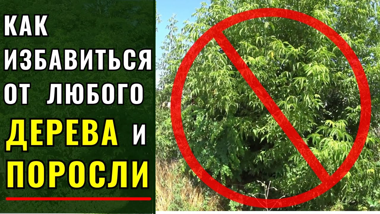 Как быстро и навсегда избавиться от любого дерева и поросли.