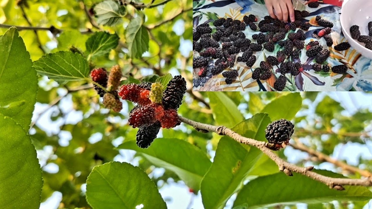 MULBERRY PICKING!