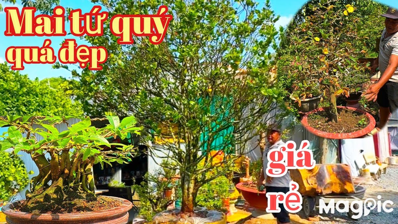 A Mỹ 👉 Zalo 0919996852 💥 Gl mai tứ quý zin , ghép SBBL bảo đẹp giá rẻ tại AG 