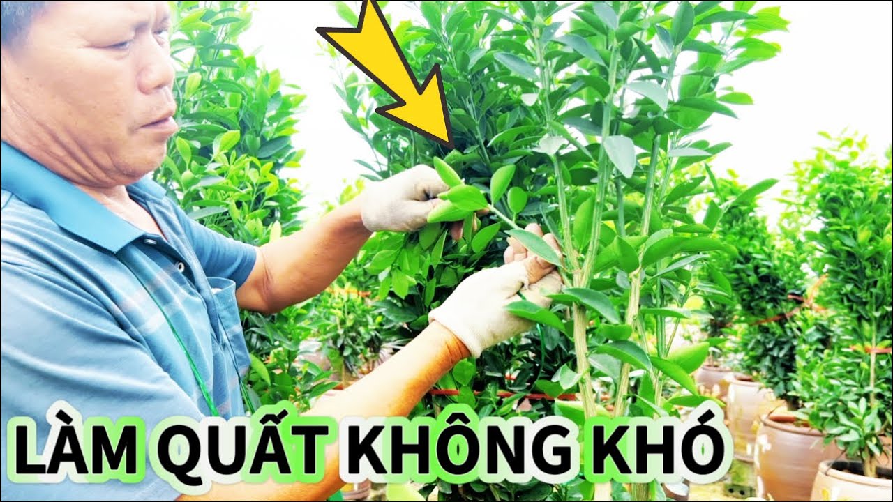 CHIA SẺ. CÁCH LÀM QUẤT CẢNH TỪ NGƯỜI DÂN. LÀNG NGHỀ QUẤT CẢNH 