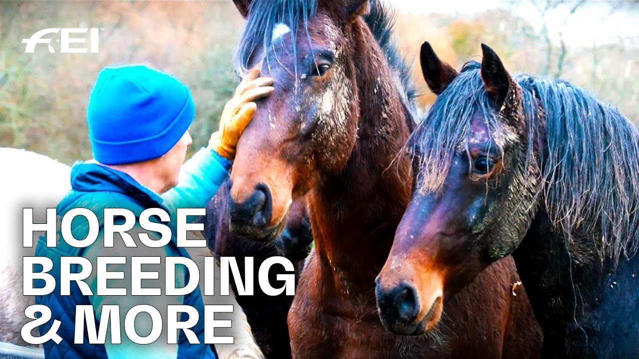 How to bring up Horses in a natural way - ft. The Billy Stud & More | RIDE - Ep. 5