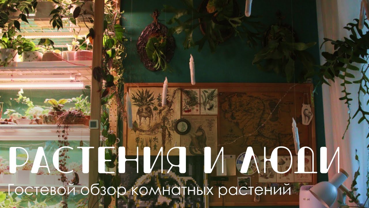 Растения и люди: коллекция суккулентов, каудексных растений, хойи и флорариумы.