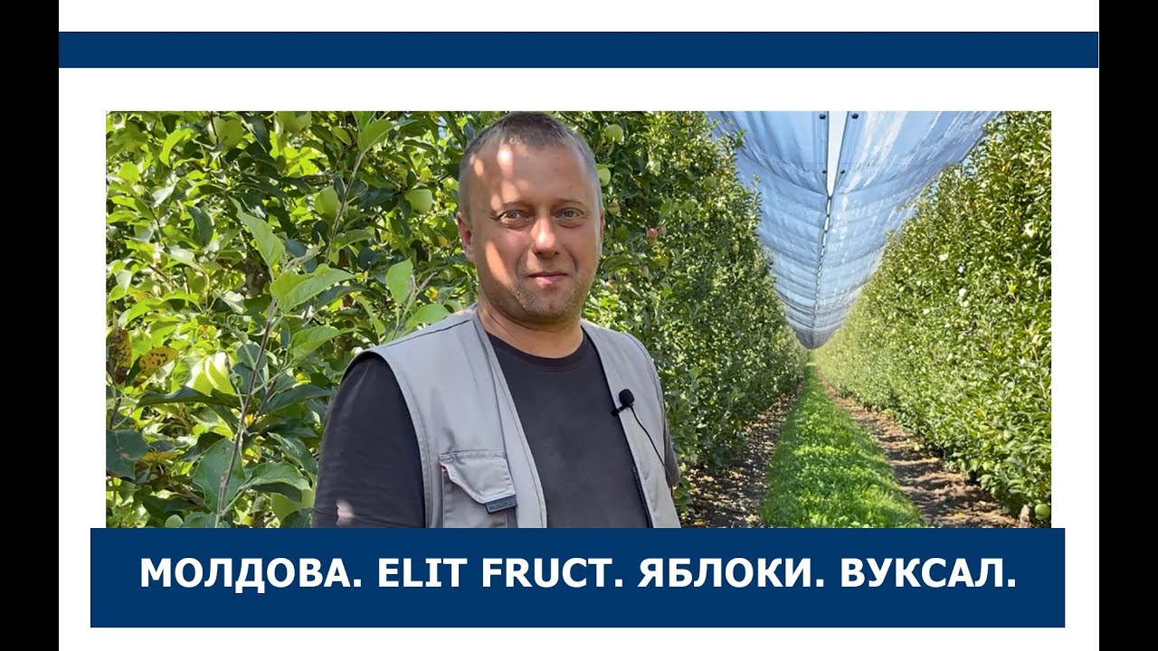 Молдова/Elit Fruct/Яблоки/Садоводство/Вуксал