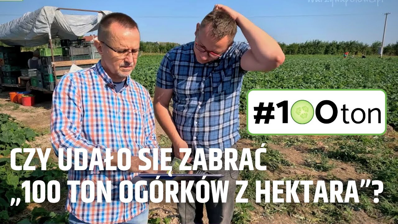 Czy udało się zabrać „100 ton ogórków z hektara”?