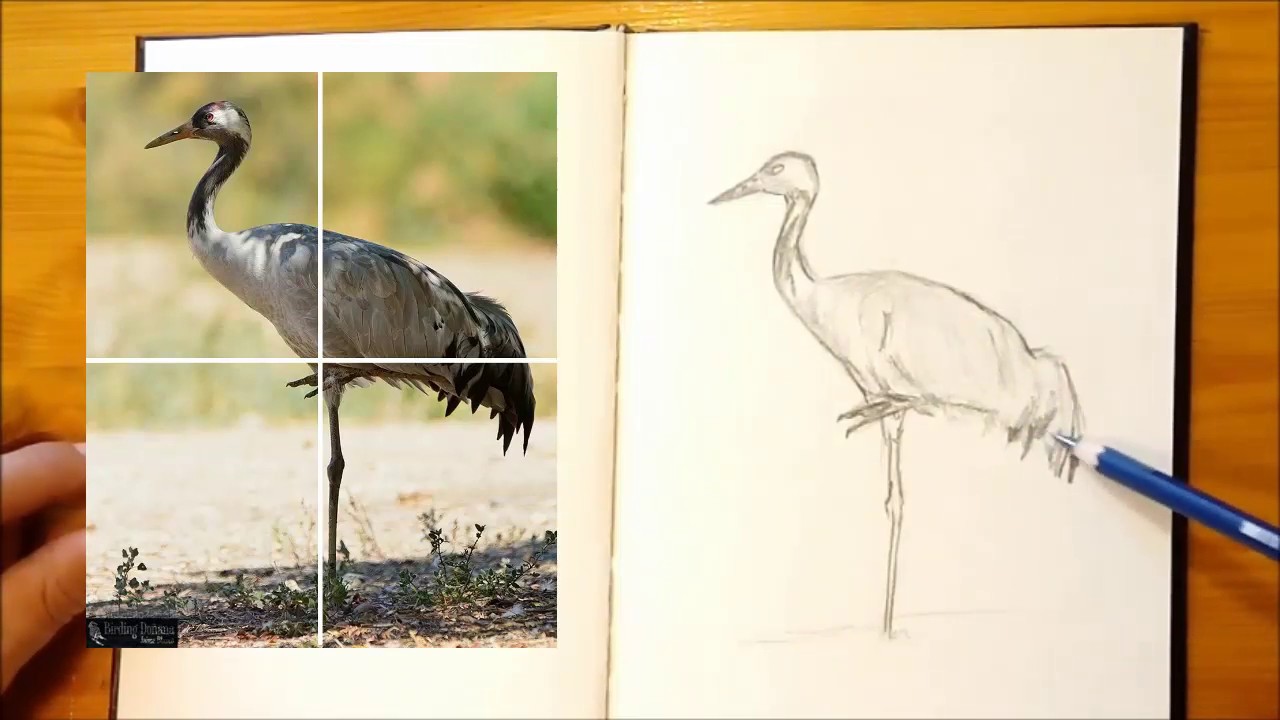 Aula de dibujo - Cómo dibujar una grulla usando cuadrícula en cruz básica