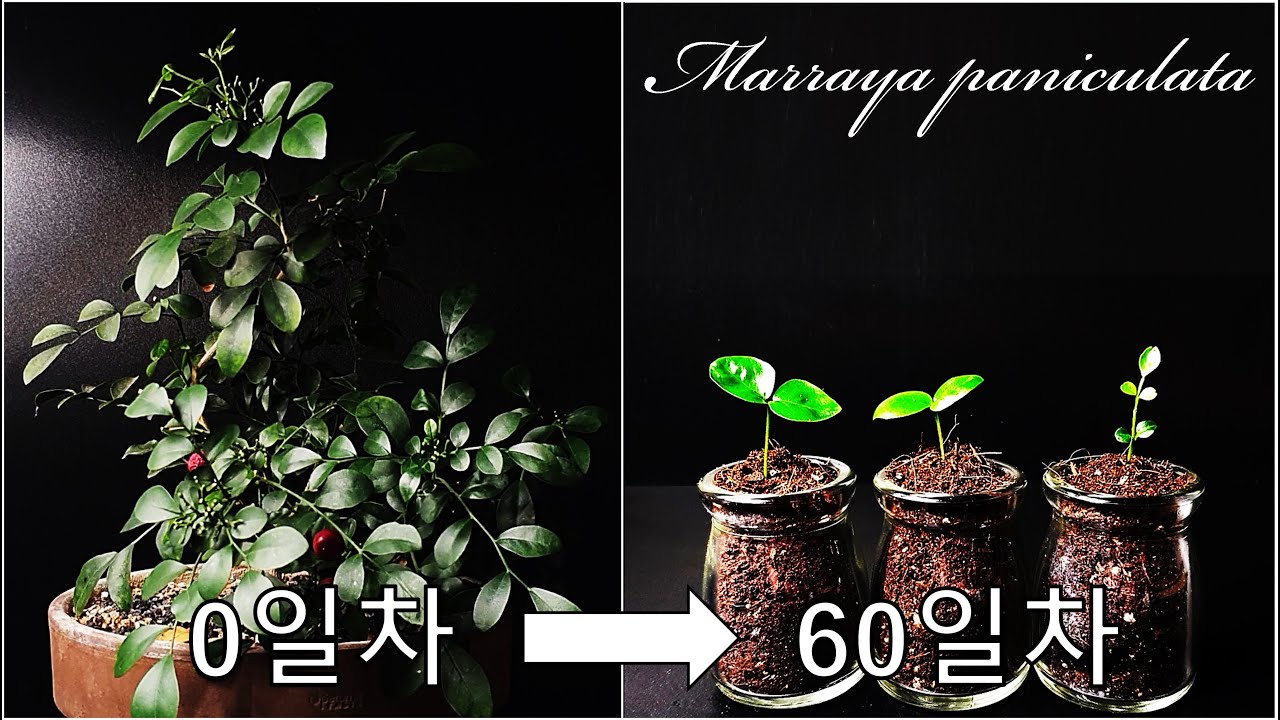 오렌지 자스민을 키우는 간단한 방법｜나만의 오렌지 자스민 키우기｜오렌지 자스민 발아｜오렌지 자스민 씨앗 채종｜How to grow #20 Orange jasmine