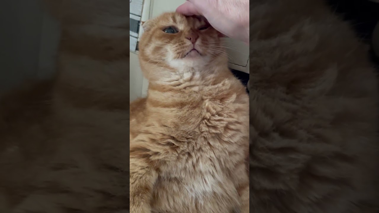 Котик 🐱 юмор 🤣🤗