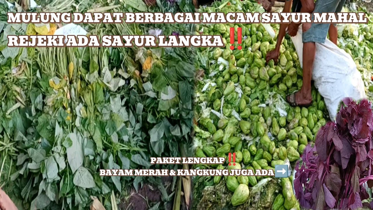 Mulung berbagai macam sayur mahal‼️alhamdulilah rejeki dapat sayur langka#mariles #mulung 