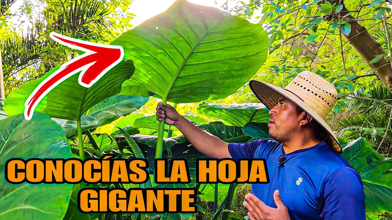 Conosias esta planta de hojas 
