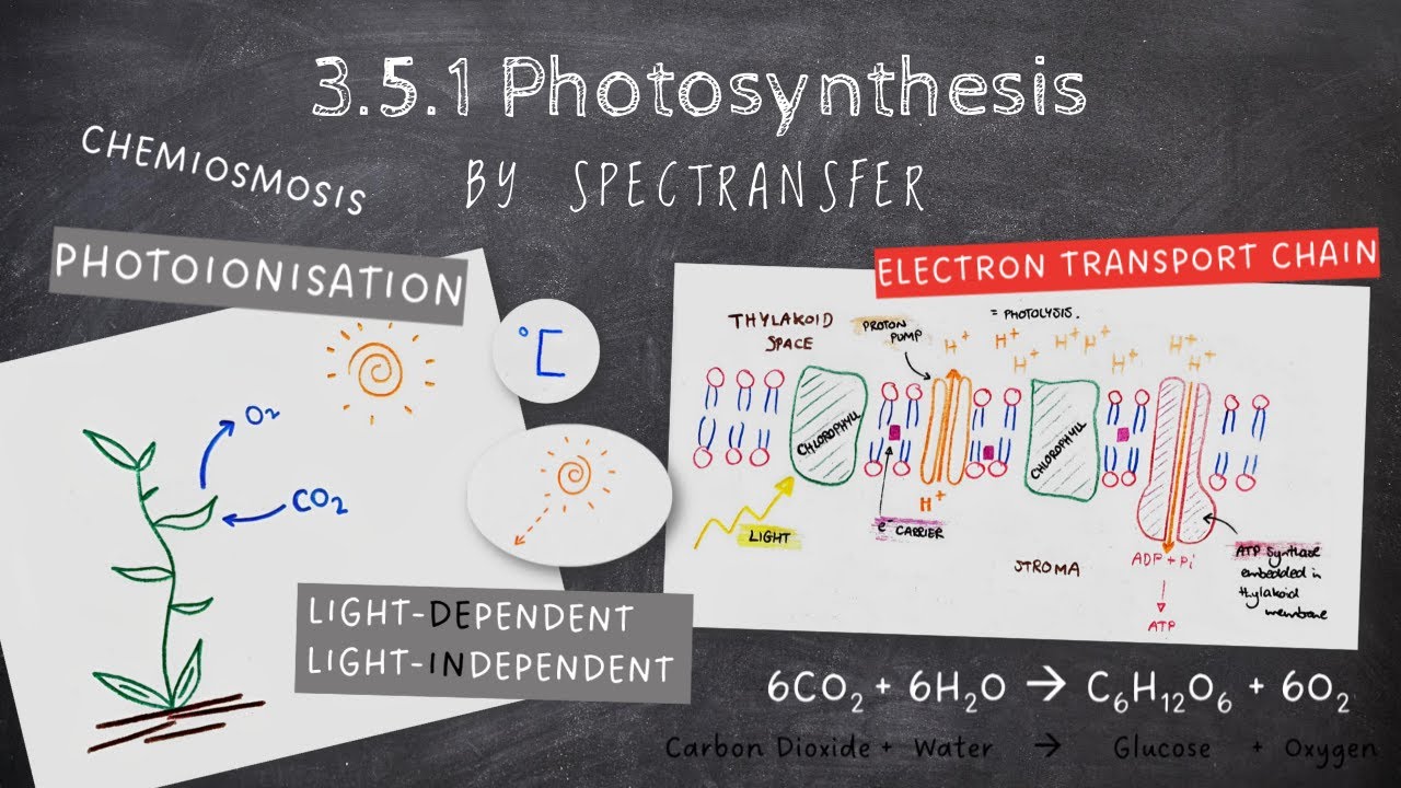 EASY REVISION AQA A-Level Biology 3.5.1 Photosynthesis
