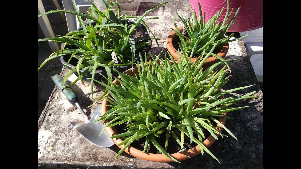 Re potting my Aloe plant Seedlings -Aloe arborescens & Aloe elgonica