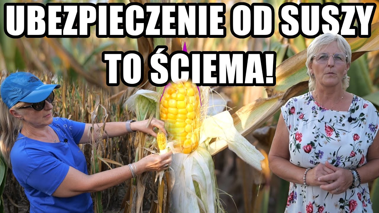 Cała prawda o ubezpieczeniach od suszy! Dlaczego dla rolnika nie ma to sensu?