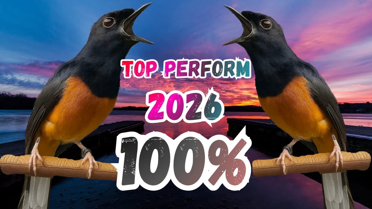 PANCINGAN MURAI BATU GACOR DALAM HITUNGAN DETIK MURAI BATU APAPUN LANGSUNG CEPAT BUNYI