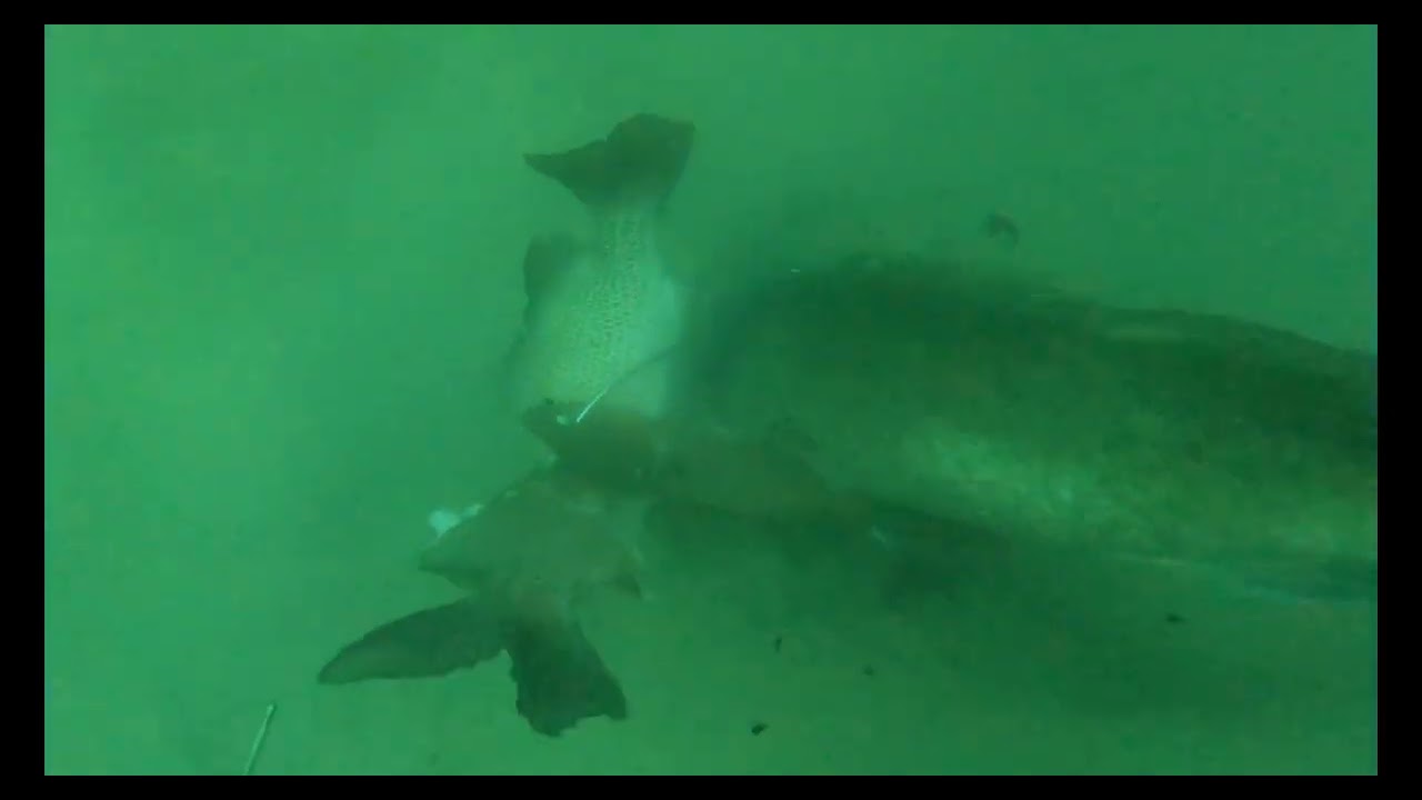 Spearfishing Panama City(Gag Grouper Heaven)