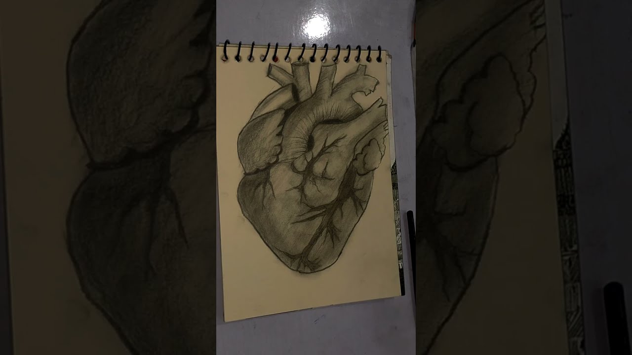 Realistic Human Heart Drawing ✏️ | Step by Step Graphite Shading Tutorial