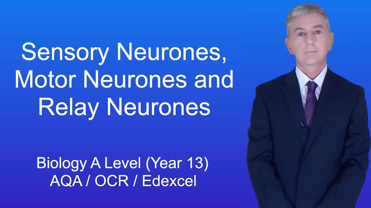 A Level Biology Revision (Year 13) 