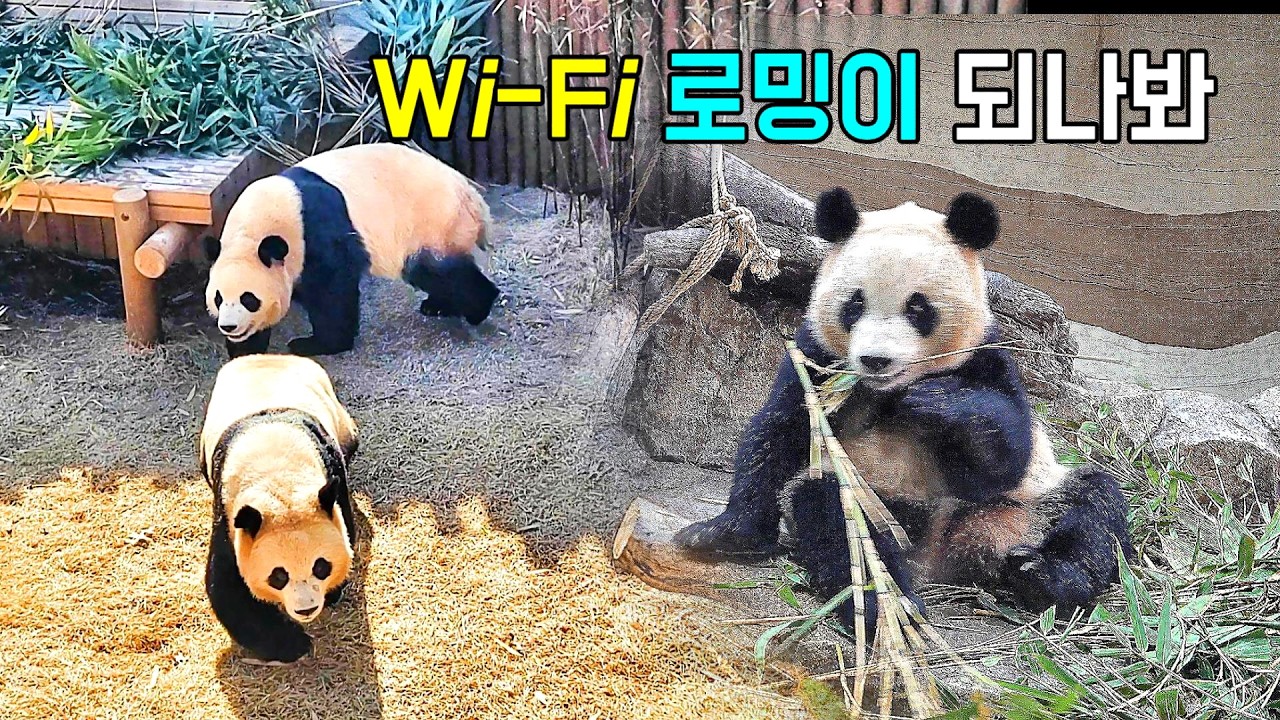 루이바오 후이바오 상호간에 와이파이 연결이 원할하네