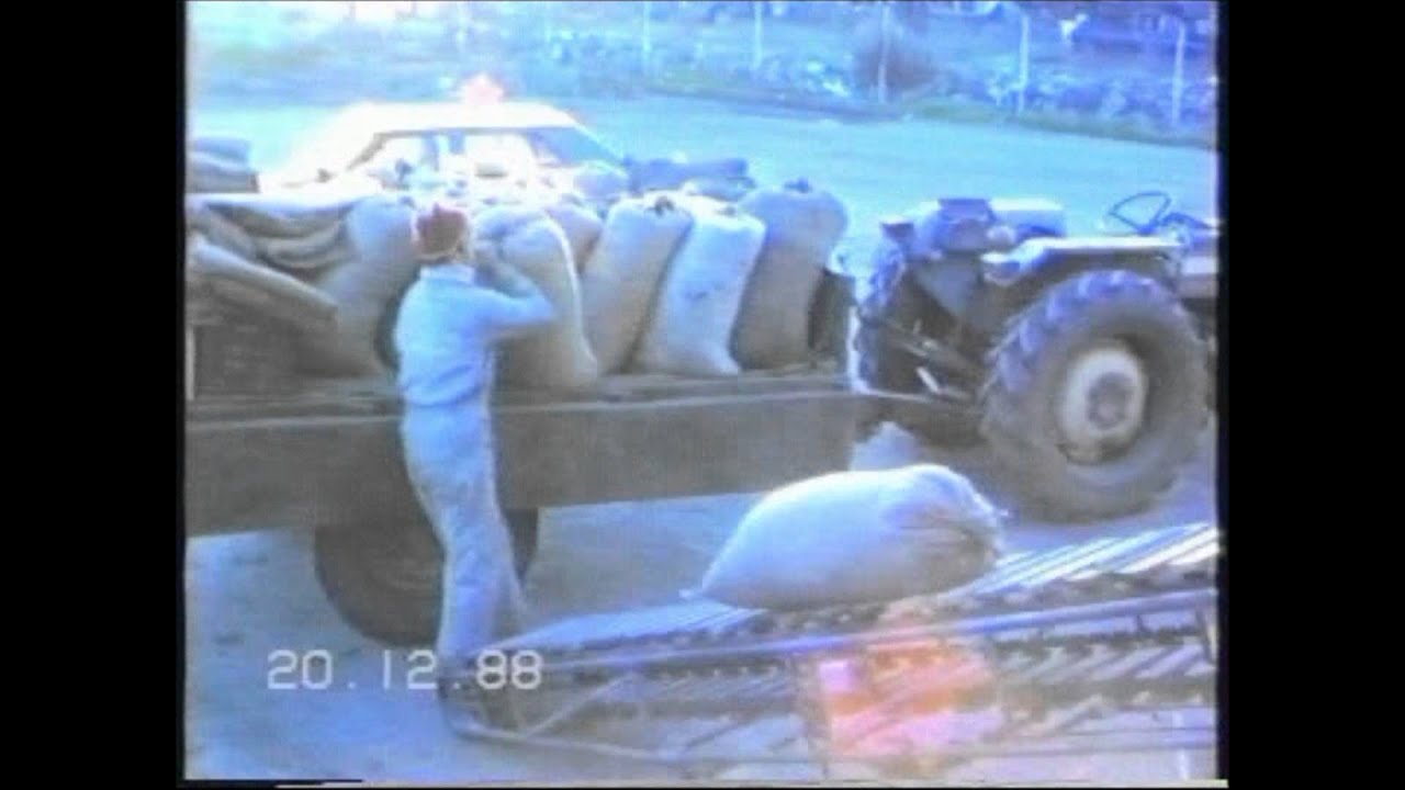 La raccolta delle olive. San Severo Fg. 1988.
