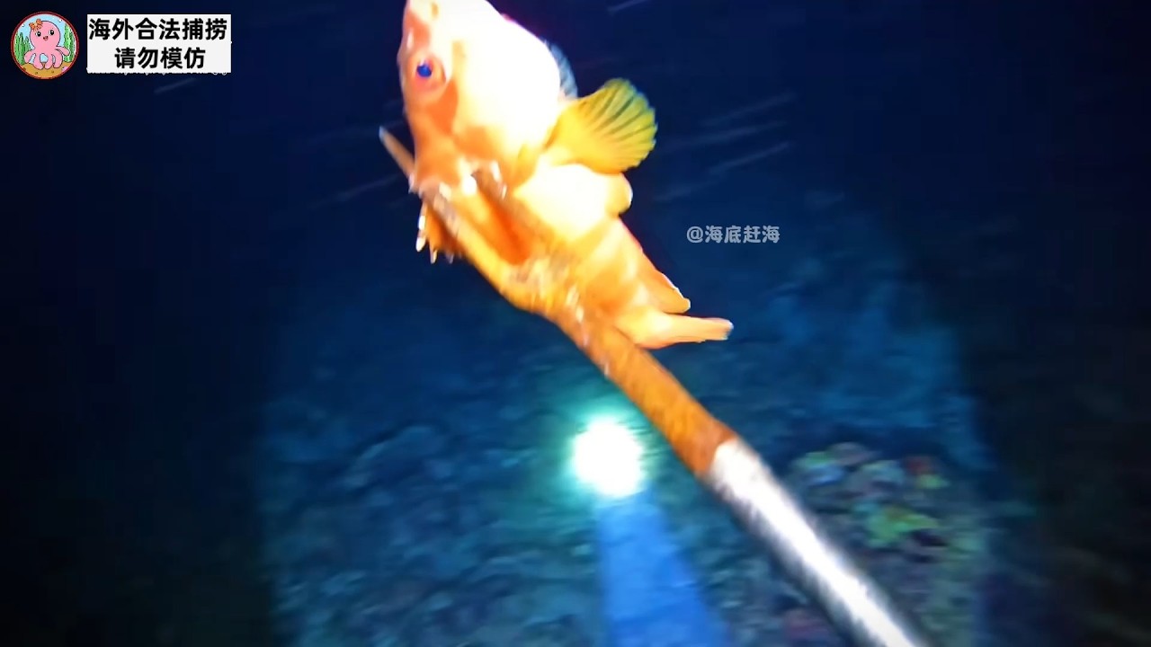 赶海112 海底赶海都能捞到什么海货 哔哩哔哩